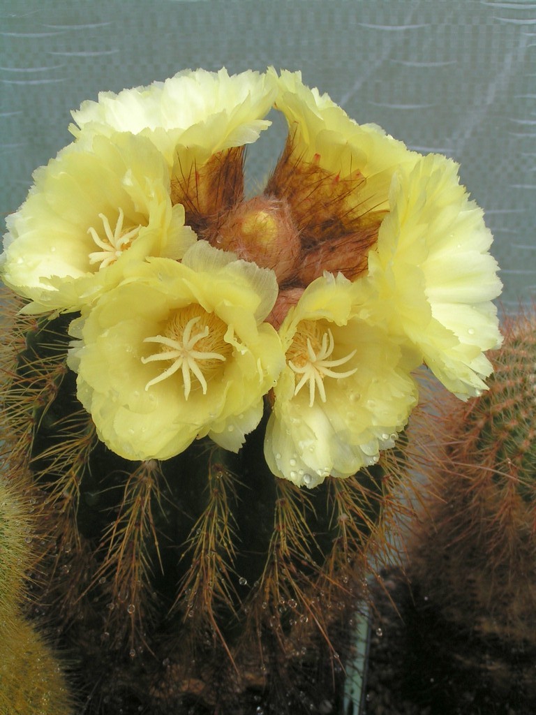 Eriocactus claviceps